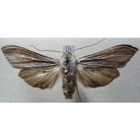 Cucullia umbratica (Linnaeus, 1758) Kapturnica mleczówka Czech1h
